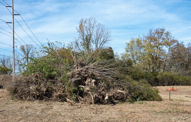 Large Tree Debris Pile from Clearing Land