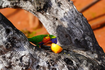 rainbow lorikeet parrot