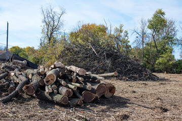 Cut Tree Trunks with Brush Pile in Background