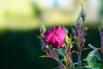flower in the morning