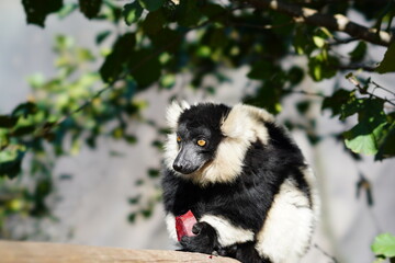 black and white lemur