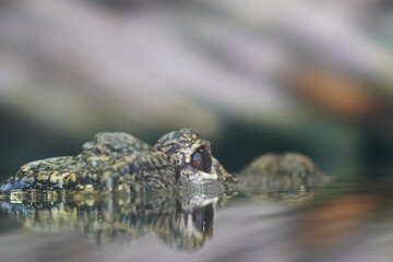 crocodile
