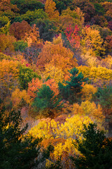 Autumn colors are on full display in Upstate NY this Fall.  October in NYS is a beautiful display of yellow, orange, red, gold, and green.