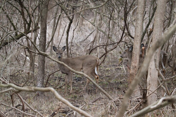 Deer hiding in the Woods