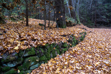 Autumn in the forest.