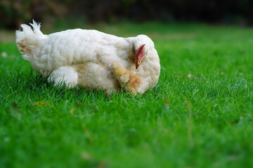 white chicken in grass