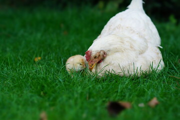 chicken on grass