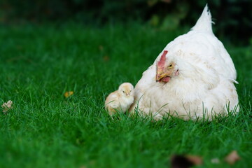 white chicken on grass