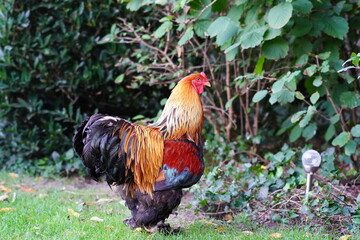 rooster in the garden