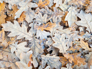 Autumn oak leaves lie on the ground, autumn season concept background