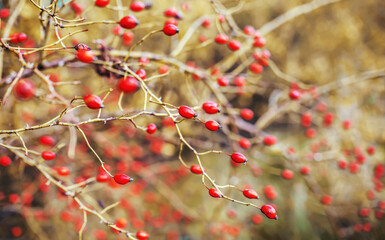Rosa rubiginosa, rose hips, dog rose, briar, sweetbrier