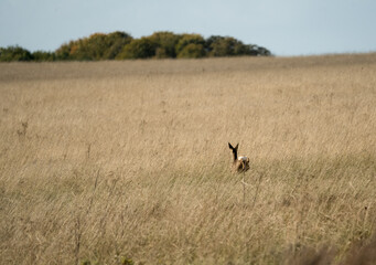 Obraz na płótnie Canvas wild female roe deer (Capreolus capreolus) escapes across autumn meadows
