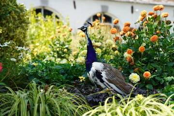 peacock in the grass