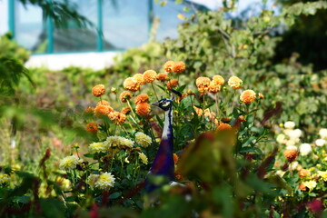 flowers in the garden
