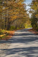 Autumn forest road leaves fall in ground landscape on autumnal background in November