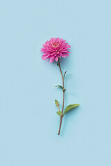 Pink gerbera flowers on blue background