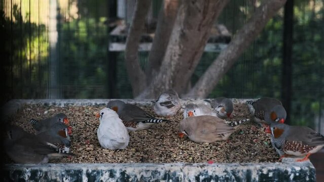 domesticated zebra finch eat from the feeder