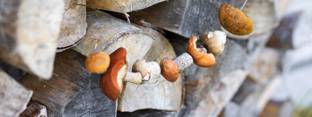 Forest mushroom boletus, cep, porcini, chanterelle collected in a wooden wicker basket. Late summer...