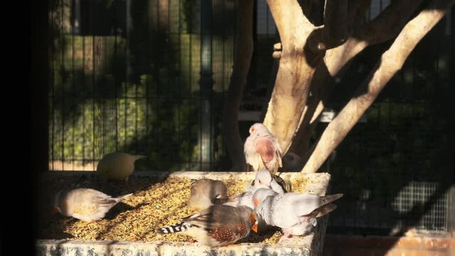 domesticated zebra finch eat from the feeder