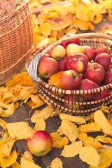 Picked apples in baskets in the autumn garden