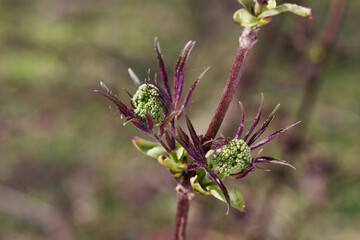 fresh little leaves of elder tree in spring forest