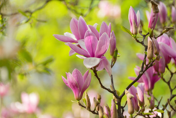 Magnolia tree blossoms in springtime. Bright magnolia flower in warm sunny day in april. Romantic floral backdrop. Blooming magnolia tree in spring,