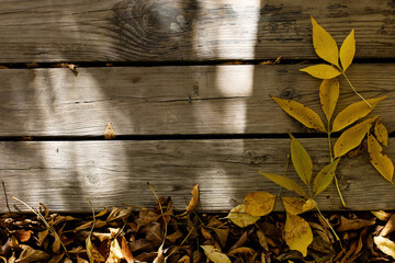 Autumn maple leaves over old wooden background with copy space