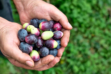 Hands with black and green ripe olives, picked from olive tree during olive harvesting in mediterranean olive grove in Sicily, Italy.