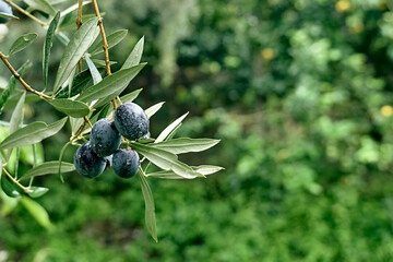 Olive branch with ripe fresh purple olives ready for harvest growing in mediterranean olive grove in Sicily, Italy. Olive trees garden in sunrise after the rain.