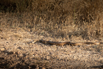snake snake in the field