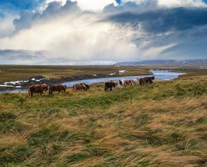 Icelandic horses herd graze on West Iceland, Vatnsnes peninsula. Only one breed of horse lives in Iceland. Beautiful and well-groomed Icelandic horses on a free pasture near river.