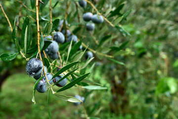 Olive branch with ripe fresh purple olives ready for harvest growing in mediterranean olive grove in Sicily, Italy. Olive trees garden in sunrise after the rain. - Powered by Adobe