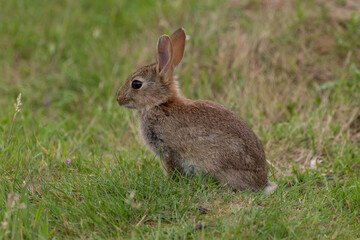 Fototapeta premium A baby rabbit grazing on grass.