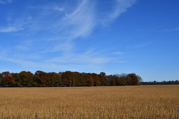 Autumn Soybean Field