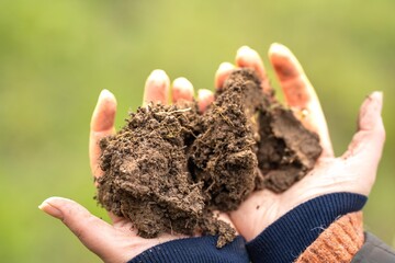 Girl studying a soil and plant sample in field. scientist in a paddock looking for fungi