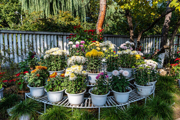 Scene of autumn chrysanthemum exhibition in Changchun Children's Park, China