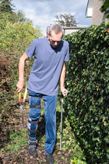 aged gardener with broken leg cuts ivy's fence with a large secateurs,gardening