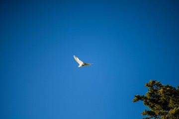 white cockatoo perched in a tree in a national park in springtime