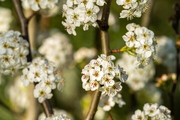 tree blossom in springtime with white flowers growing. native bush