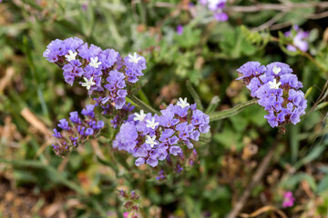 Plant (Limonium sinuatum) grows close-up