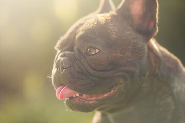 French bulldog on a sunny day. Profile of a dog on the background of nature.