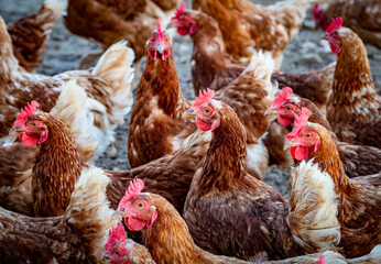 Frei laufende Hühner