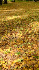 yellow leaves in the park