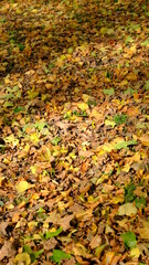 autumn leaves on the ground