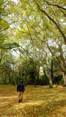 Fototapeta premium walk in the park