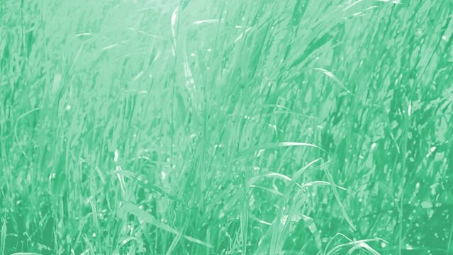 Background from a grass. Grass in the spring