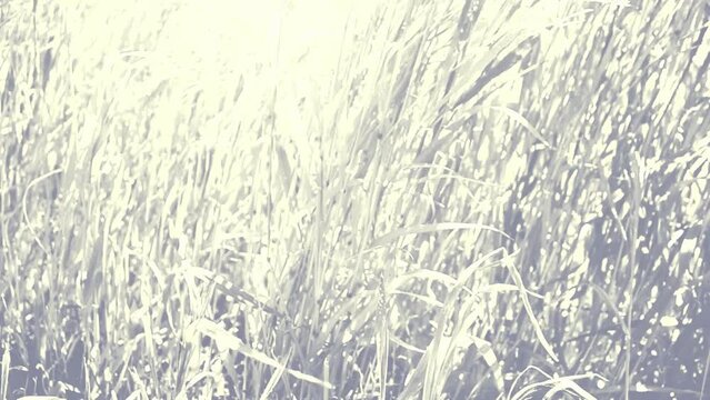 Grass in the spring. Background from a grass