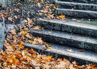 Fototapeta premium autumn leaves on the ground