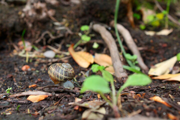 Snail from the back across landscape