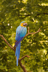 blue and yellow macaw